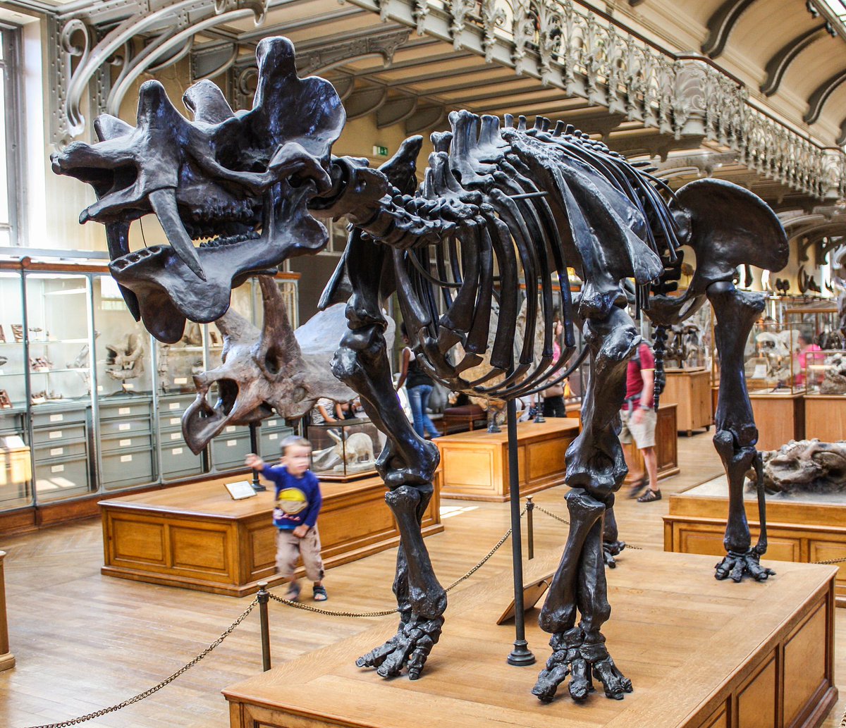 Large replica skeleton of Uintatherium an extinct plant eating animal. The skull is weirdly shaped and the total size is a bit larger than a rhino, being almost 2 tons full grown.