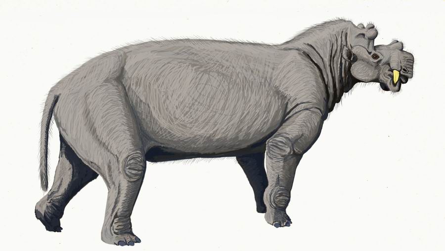 Reconstruction of this extinct beast, looks like a rhinoceros-hippo hybrid!