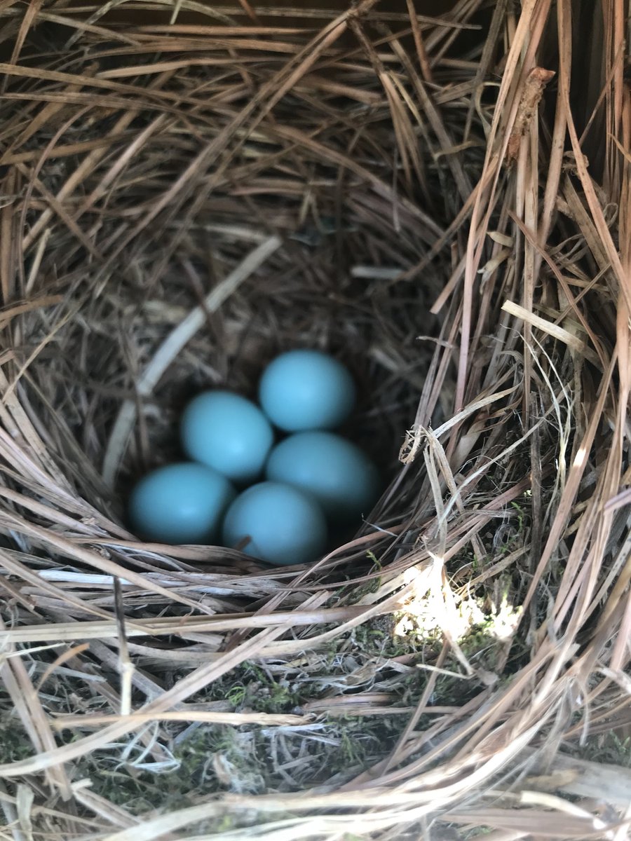 Reading and enjoying nature!  The kids are so excited that we have Robin eggs in the bird house!