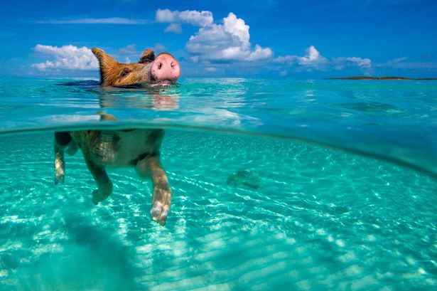wanderlust2322's tweet photo. @EscarlataMiss OS ESTAMOS ESPERANDO!! 🐷🌊🌴
#ViajaConWanderlust #PigBeach #Paradise #MissEscarlata https://t.co/g7BvKAfjM7
