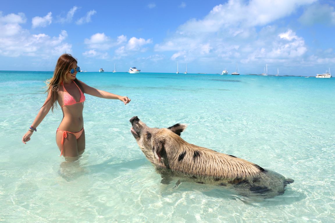 wanderlust2322's tweet photo. @EscarlataMiss OS ESTAMOS ESPERANDO!! 🐷🌊🌴
#ViajaConWanderlust #PigBeach #Paradise #MissEscarlata https://t.co/g7BvKAfjM7
