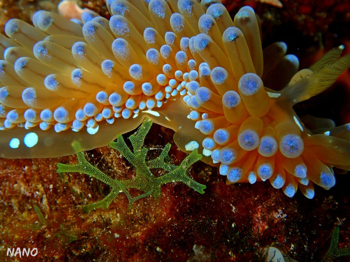 GarAriass's tweet photo. Janolus cristatus, La Herradura

#macrophotography #flabellina #travel #viaje #buceo #dive #diving #aventura #gar_arias #scuba #españa #nudibranch #macro #mergulho #photography #art #salamanca #laherradura #janolus https://t.co/408OVHFWsn