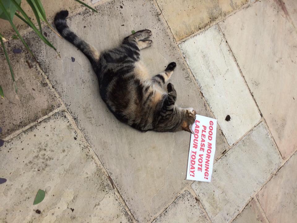 LabourNelson's tweet photo. Roly & Milly have joined the #catsofNelson who are supporting @NorwichLabour today. Vote @UKLabour and vote for @emmalhampton https://t.co/Tx6aD2XABV
