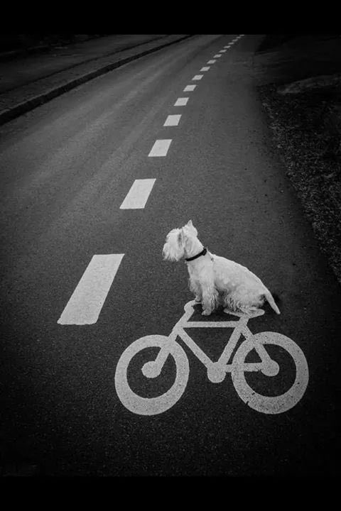 rossi_vet's tweet photo. #TourDeYorkshire2018 Which way is it? 😂🙄🐾 https://t.co/vxGIzRhN3J