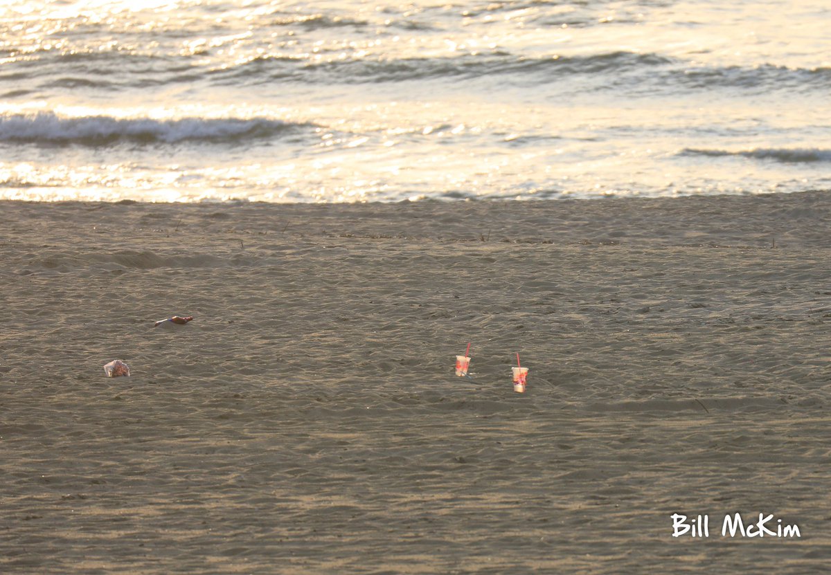Billmckim's tweet photo. Plastic glistening in the morning sun left by beach goers yesterday, sad sight @aplastic_planet @PlasticOceans @CleanWaterNJ @brian4NY #pickupthree might not be enough today , single use containers of plastic how wasteful @GovMurphy .This is why they rake the beach each morning. https://t.co/YqhZ4NpXdo