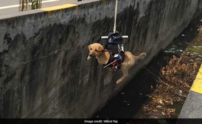 ndtv's tweet image. Lucknow man saw puppy trapped in drain. He built a drone to save it
ndtv.com/offbeat/luckno…