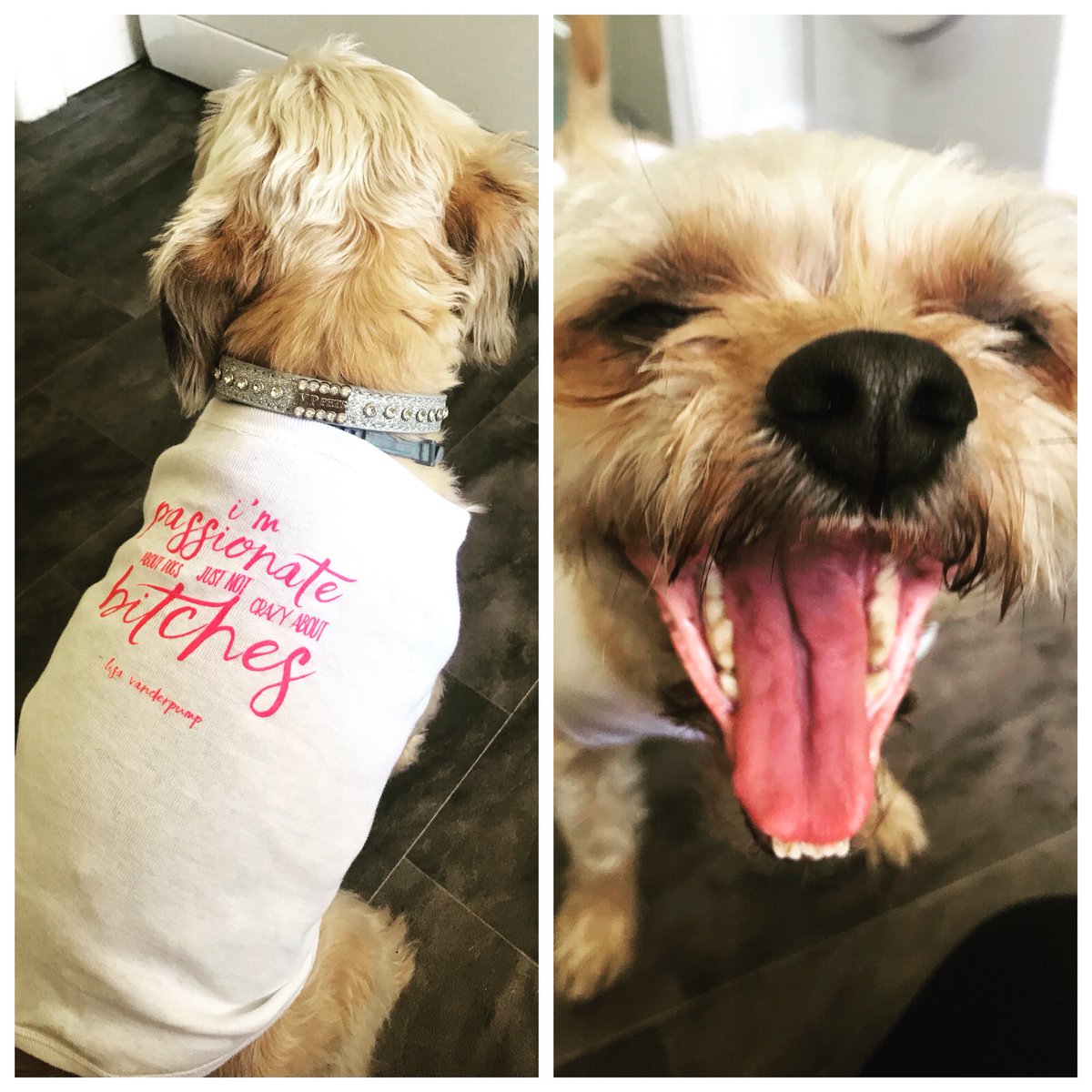 KellyScicluna's tweet photo. When mum goes all the way to LA and brings you back a fancy new collar and a funny tshirt “I’m passionate about dogs, just not crazy about bitches!” @LisaVanderpump @VanderpumpDogs @HousewivesOfBH @Bravotv @Andy #smilingdog #rescuedog https://t.co/6quNXqaq1p