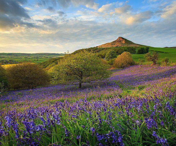 NorthYorkMoors's tweet photo. We've taken 2nd spot on the list of 13 of the best #NationalParks worldwide to visit in May! Who needs rhinos when we've got bluebells (hopefully blooming in the coming days)  @VisitHelmsley https://t.co/Gy53QGcCw1 https://t.co/4Xc2lGdu9j