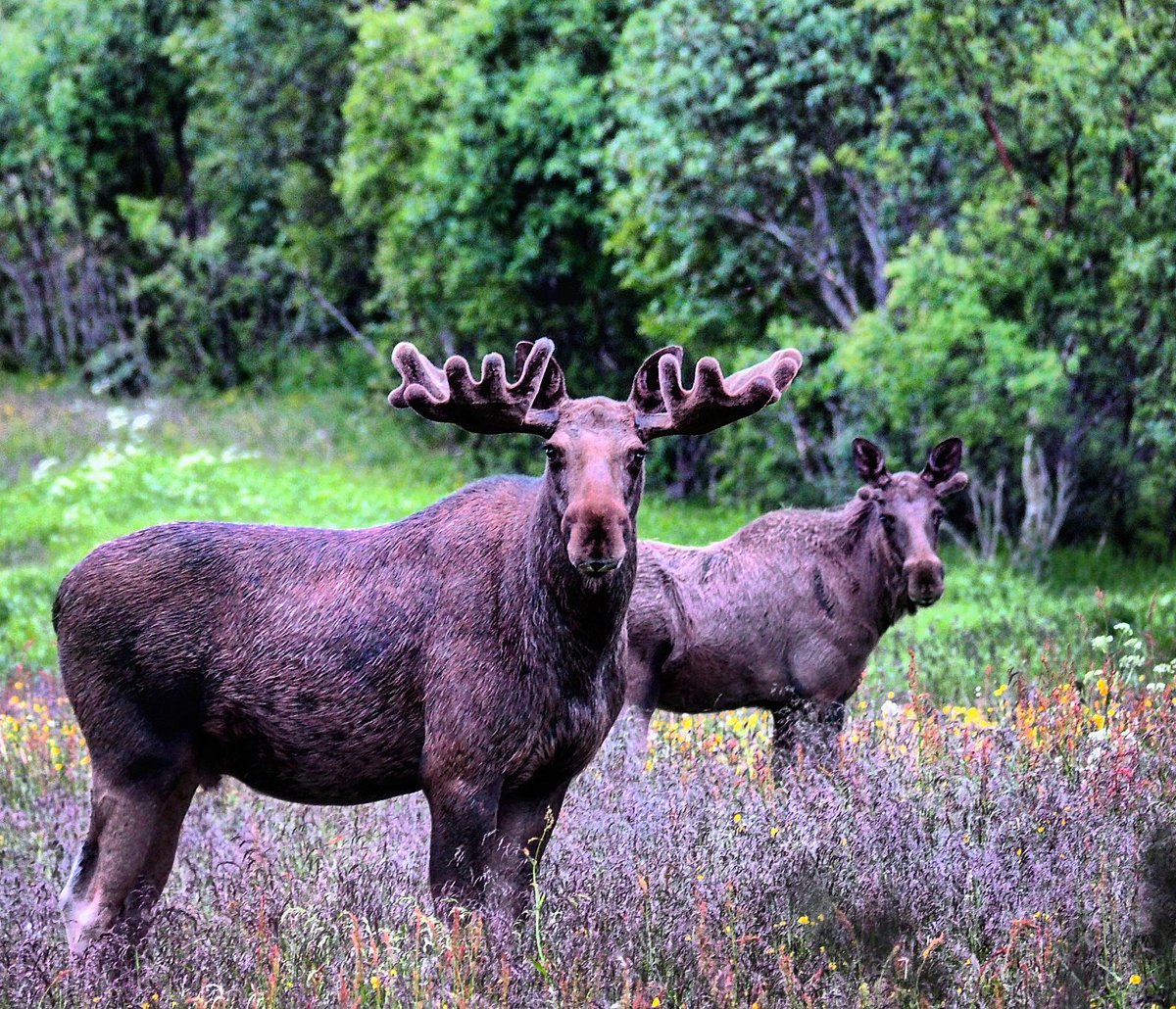 Statskog SF tweet media