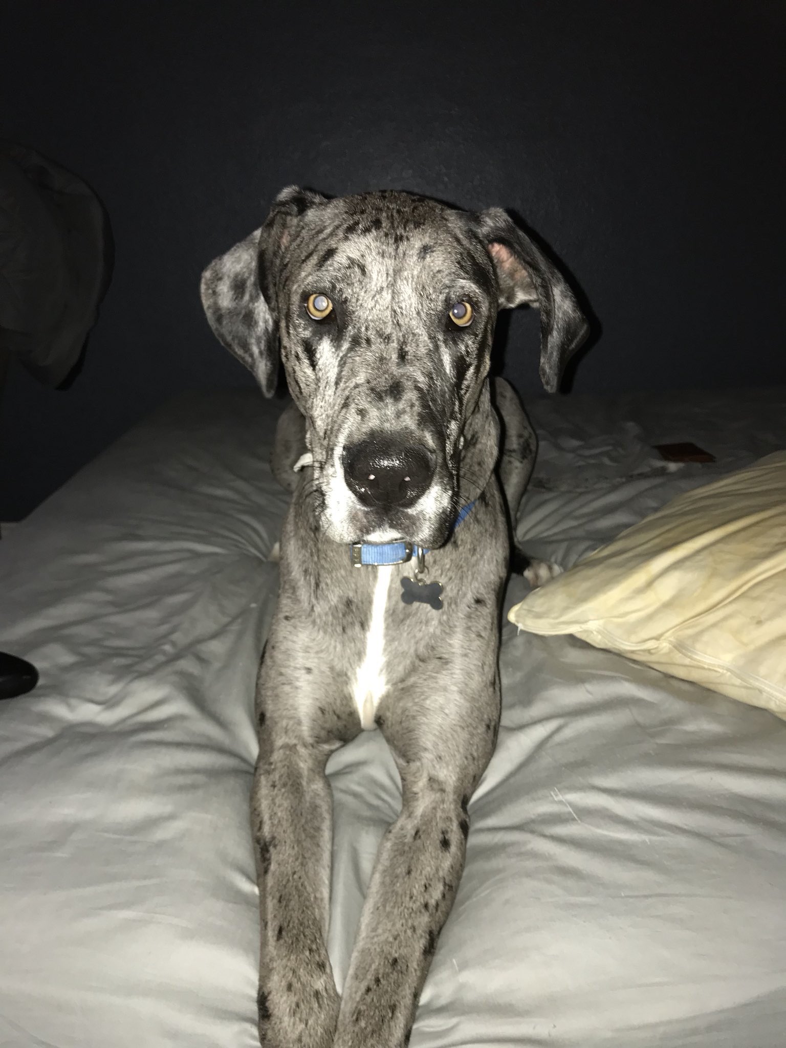 Fat great clearance danes