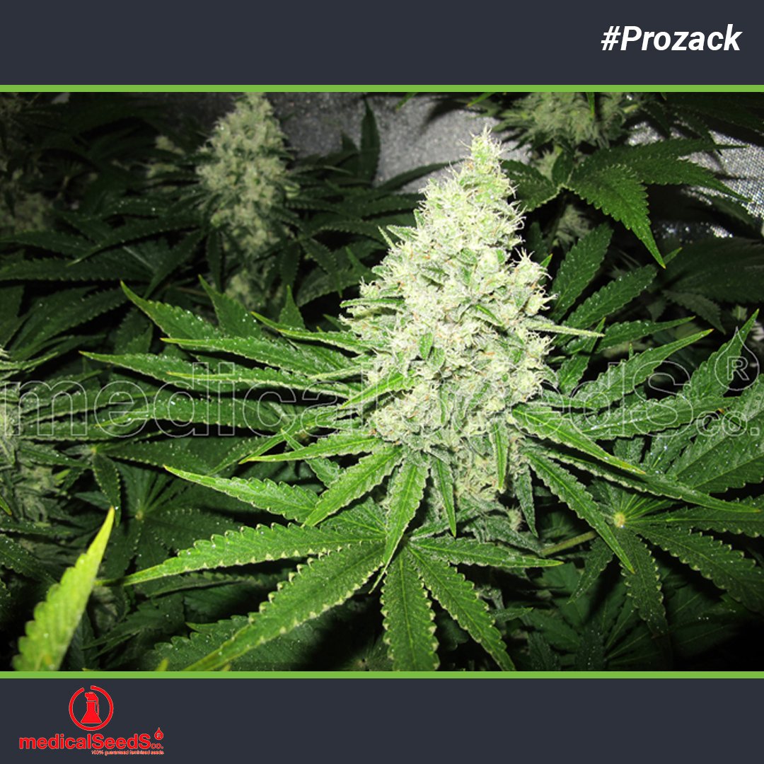 SemillasLowCost's tweet photo. @Medicalseeds_ y sus buenas variedades como la #Prozack , recordad que tenemos sus variedades, en nuestro apartado de semillas #SLC #weed https://t.co/yNK9C4zsjY