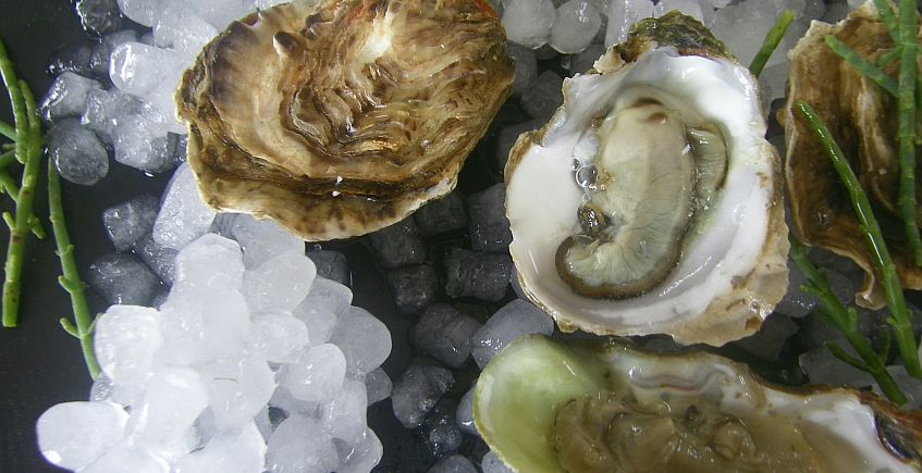 Una empresa de #SanFernando ha obtenido la primera certificación ecológica de ostras de España. Se cultivan en los esteros, en pleno corazón del Parque Natural de la Bahía de Cádiz. via <a href="/canalsur/">CanalSur</a>  ow.ly/NGFk30jOp2E