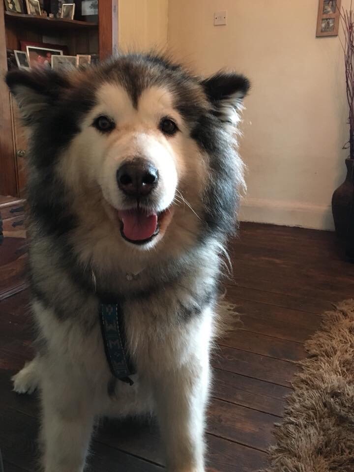 DOGMEAT TRADE SURVIVOR TUAN TUAN NEEDS A HOME malamutematters.wordpress.com/2018/05/03/dog…