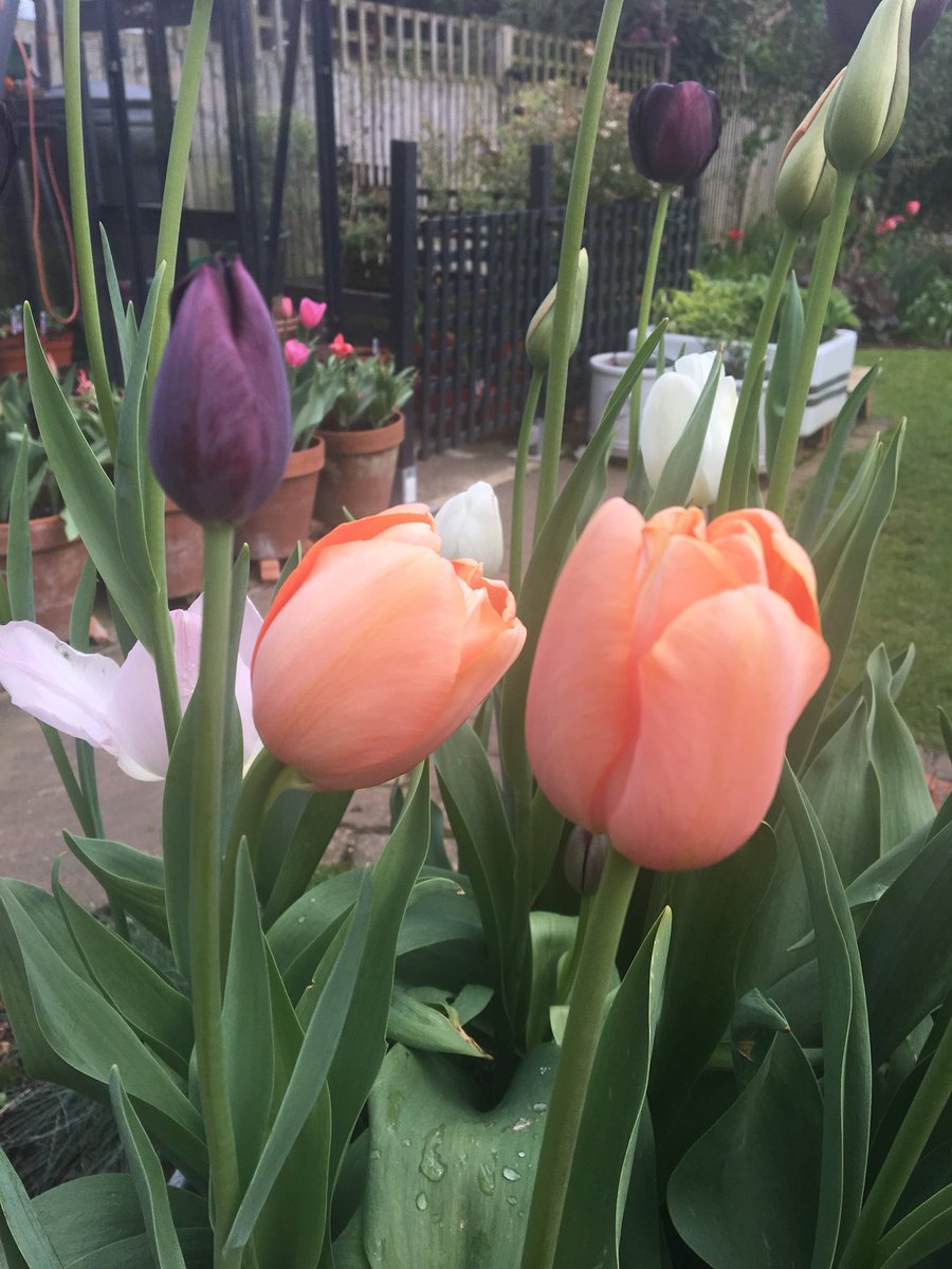 Lozzenge_loz's tweet photo. Still some beautiful tulips in the #garden #loveyourplot https://t.co/UDc5rXJgCt