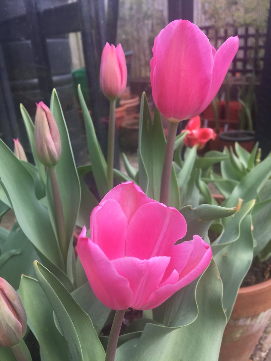 Lozzenge_loz's tweet photo. Still some beautiful tulips in the #garden #loveyourplot https://t.co/UDc5rXJgCt