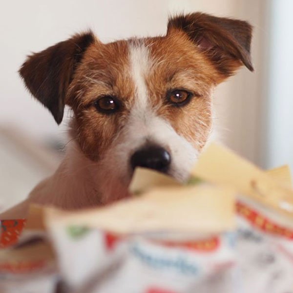 8 sabores diferentes para deleitar a todos los paladares perrunos ¡Eddie no sabe por cuál de nuestros #SerranoSnacks comenzar! ¿Le ayudamos? 😋 Más info▸ bit.ly/1OLJ7Ao 📷 bit.ly/2HfTK5S #MediterraneanNatural #jackrussell #snacks