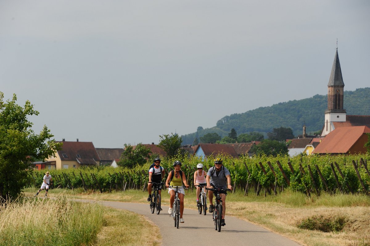J-1 avant le Slow Up Alsace ! Rendez-vous le dimanche 3 juin 2018 pour une journée festive et gourmande entre Sélestat, Châtenois et Bergheim. (Re)découvrez la Route des Vins d'Alsace à pied, à vélo, en roller... Au programme : animations, dégustations, restauration...! 😎 🚲