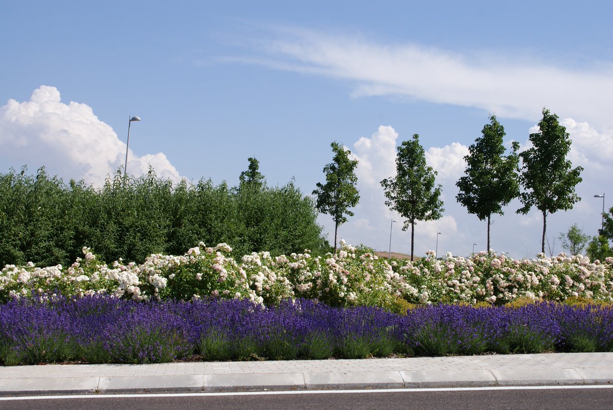 Valdebebas tweet media