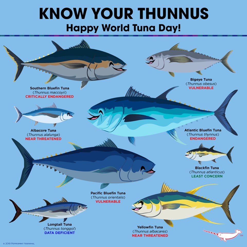 BES Aquatic Ecology på Twitter: &quot;The Thunnus genus contains the group of  fish known as true tunas. A number are quite big, attain sizes much largest  than a full-grown person and weighing