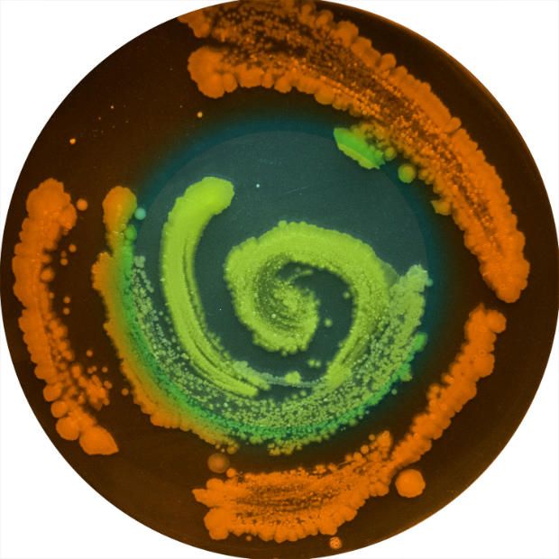 gutxyhealth's tweet photo. #ART x #MICROBIOME. @mental_floss teamed with artists who depicted the #beauty of our bacteria. How #creative is that? What's your favorite? https://t.co/JrK1OeNXIn
.
#guthealth #whoascience #thankfulthursday https://t.co/JGmtj1ObxW