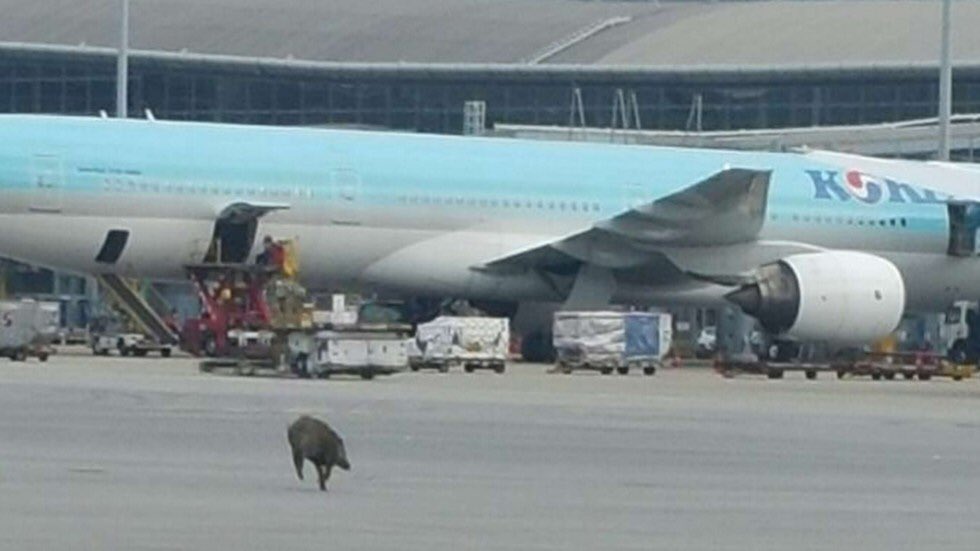 🚨 #INCIDÈNCIES la història es repeteix; la presència de senglars a les pistes provoquen retards en TOTS els vols. Estem estudiant les causes.