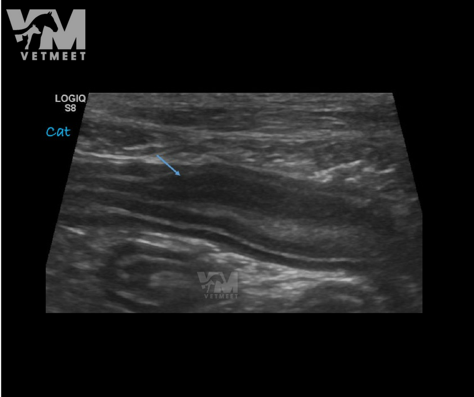 VetMeet's tweet photo. Echo, echo on the screen, what does this sign mean? IMAGICIANS, how much worried shall we be on this particular one? From #VetMeetOpenSource here is one more time a #GiveMeASign for you. Your answer here:  https://t.co/V3UrjQdmX6 #VeterinaryRadiology #VeterinaryUltrasound https://t.co/wy9iiroT6n