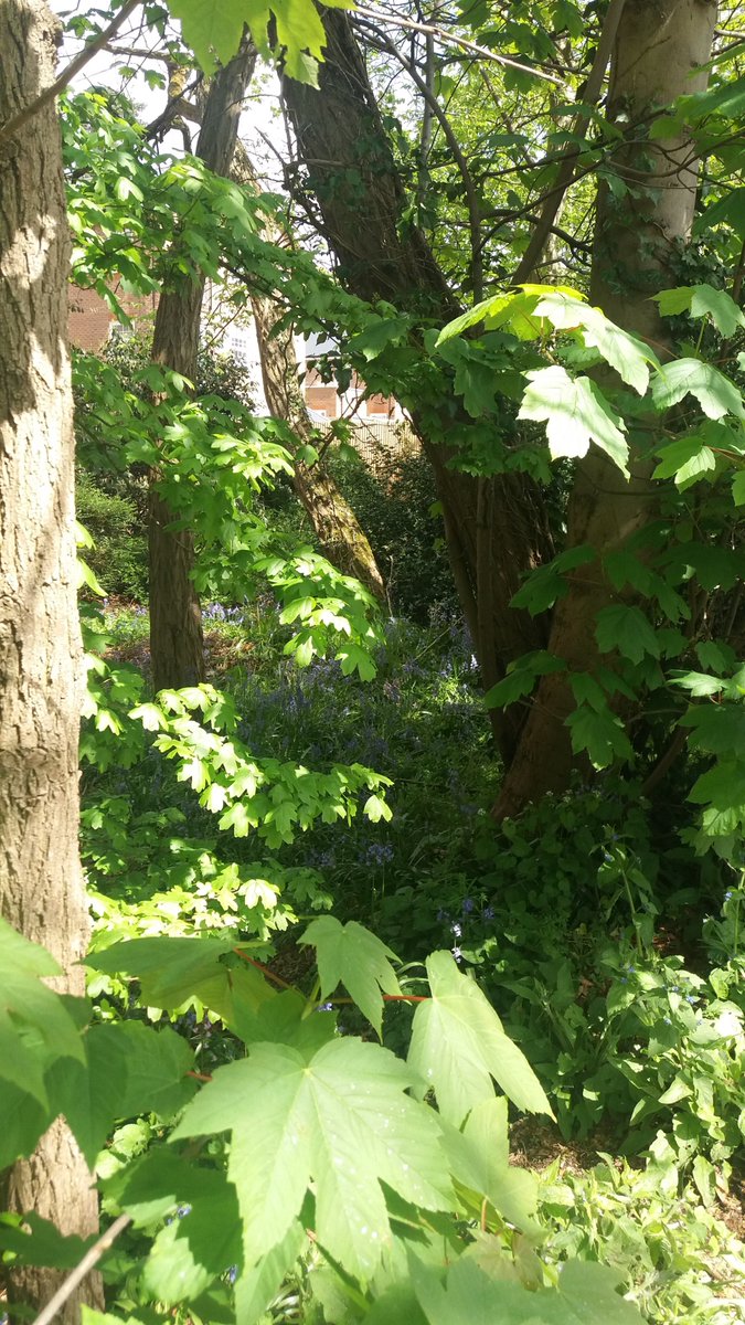 #localwilderness where is your bit of local wilderness? We all need local wilderness. This photo is from Portesberry Rd Camberley. Support Natural Surrey Heath on Facebook