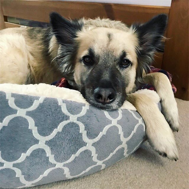 declan_dogblog's tweet photo. Does your human talk about you nonstop?
Yes?
Then we need YOU! Looking for new #dogbore stories for our blog. Check it out link in bio .
#declandog 🐕
#dogblog .
.
.
.
.
.
.
#adoptdontshop
#rescueismyfavouritebreed
#iadopted
#rescuedogsrock
#dogsofsc… https://t.co/0pHYjbLJdA https://t.co/BBaep0Z0oB
