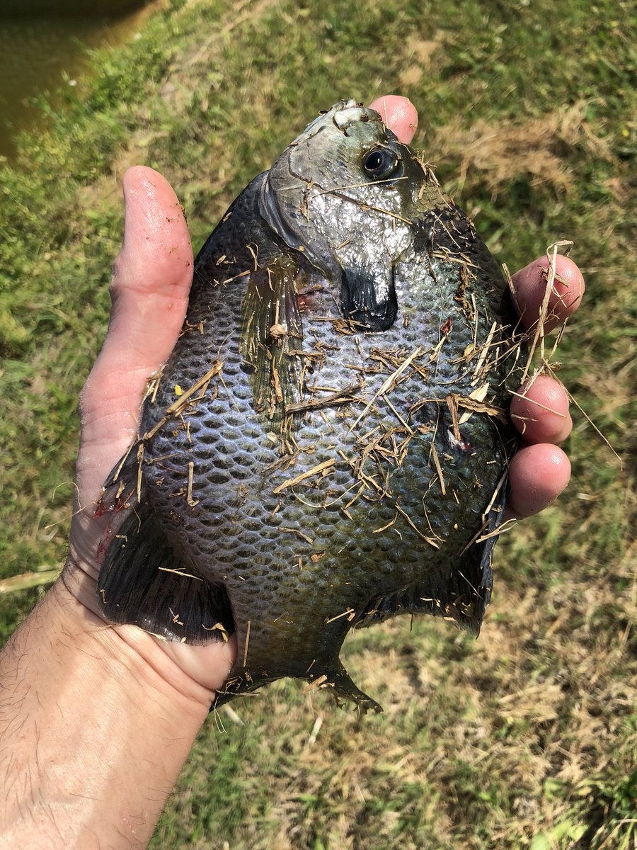 RidgeRockHuntCo's tweet photo. There are a lot of great things to do outdoors. A hot bream bed on a full moon is definitely one of them.  @FairOil #bream #outdoorsman #fishing #fullmoon #southernprofessionalgear  @SoProGear #sportscenter @sportscenstk #fairoilcompany https://t.co/ieK3lwUIH3