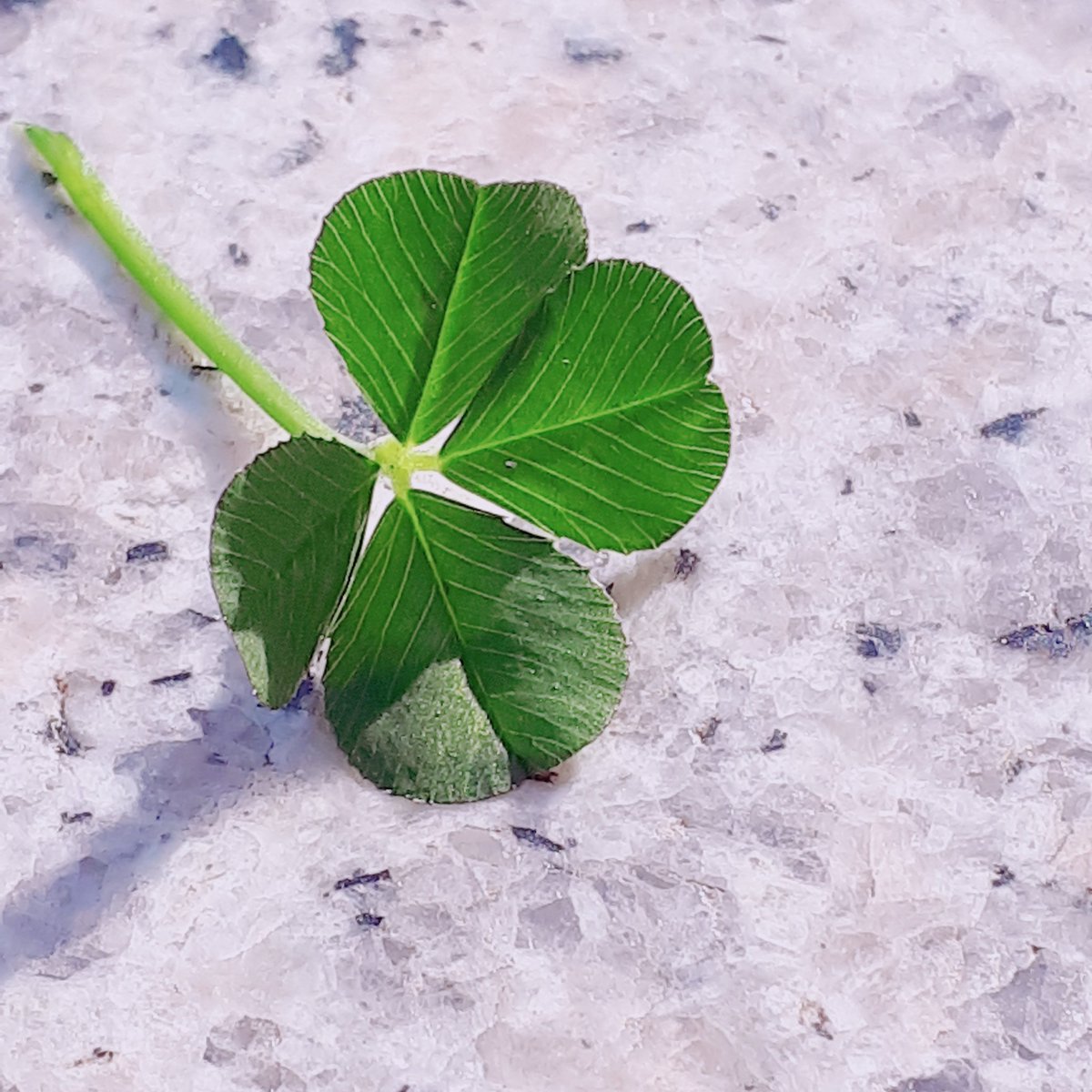 ㅁㅊ 오늘 운동장에서 찾은건데 이 거 뭔가 잇음요
시험 개망햇는데 전혀 안혼나고 그냥 이거 본 이후로 좋은일만 생겼어요