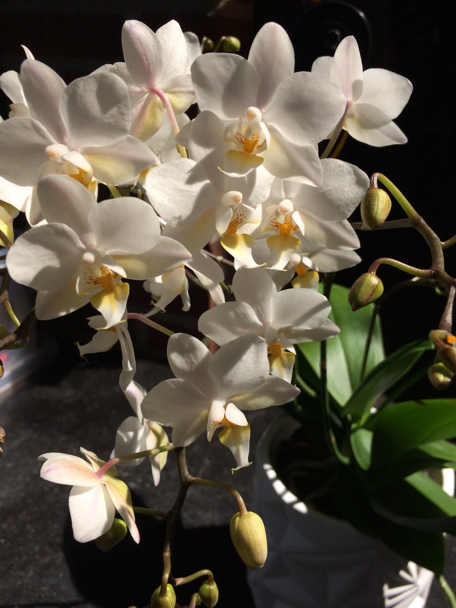 Levo Shop tweet media