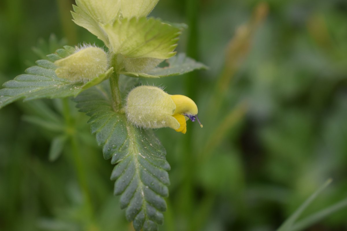SamuelMarent's tweet photo. First flowering #Rhinanthus (rattle) species this year.
Rhinanthus are hemiparasitic plants (like #eyebrights).
#nature #photography https://t.co/Y9OE9WfgHv