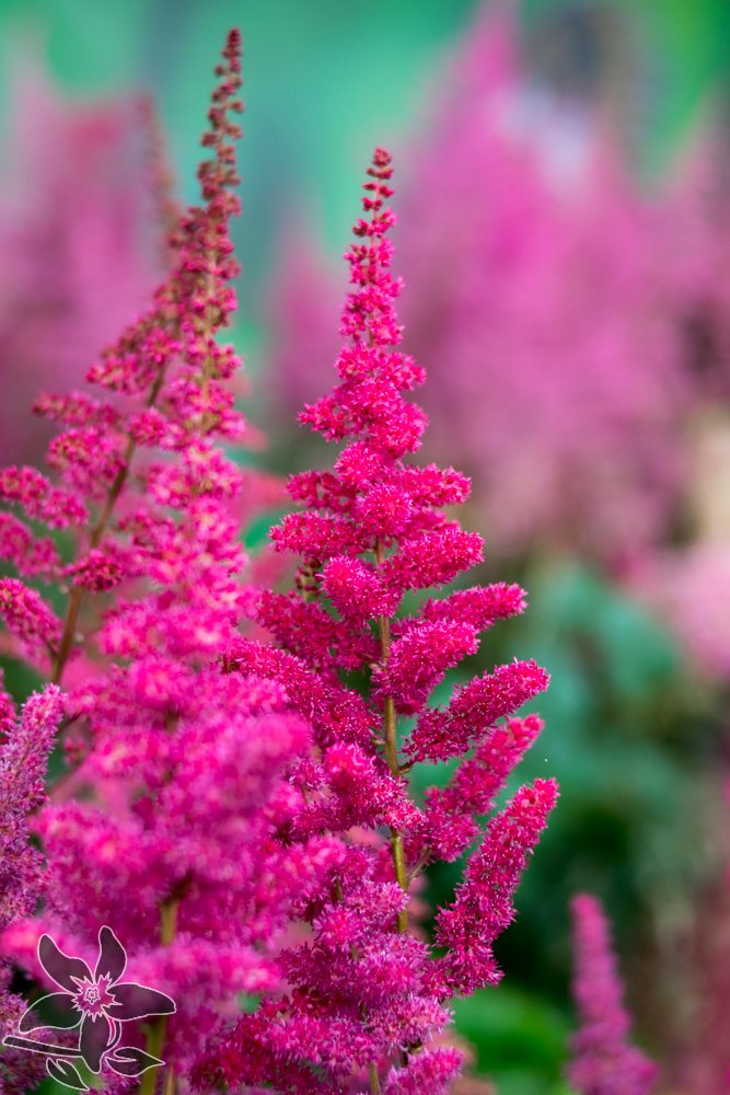 Woensdag tot en met zondag staan de bloemen van de Summerflowers kwekers op de zomerbloemenparade van <a href="/visitkeukenhof/">Keukenhof</a>. Mis het niet!!