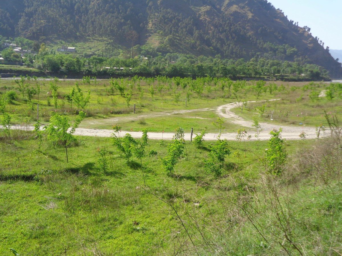 Billion Tree Tsunami Abbottabad.