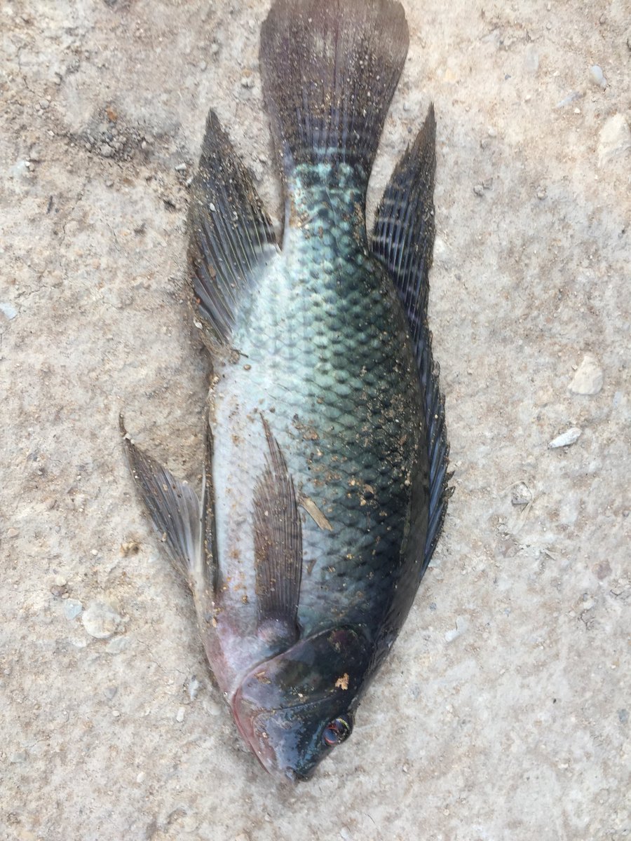JardineO's tweet photo. Am I perhaps the 1st person from #SouthAfrica 🇿🇦to catch 🎣 a bream/tilapia in the desert of #SaudiArabia 🇸🇦🏆🥇?? #fishinglife 😂😂 https://t.co/k8SLwZTZoc