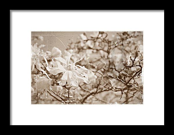 Antique Magnolia Bloom Framed Print by Sharon Popek buff.ly/2FDESID #blackandwhitephotography #blackandwhitephoto #flowerphotography #magnolia #flowerpower #sepia #flowerprints #framedart