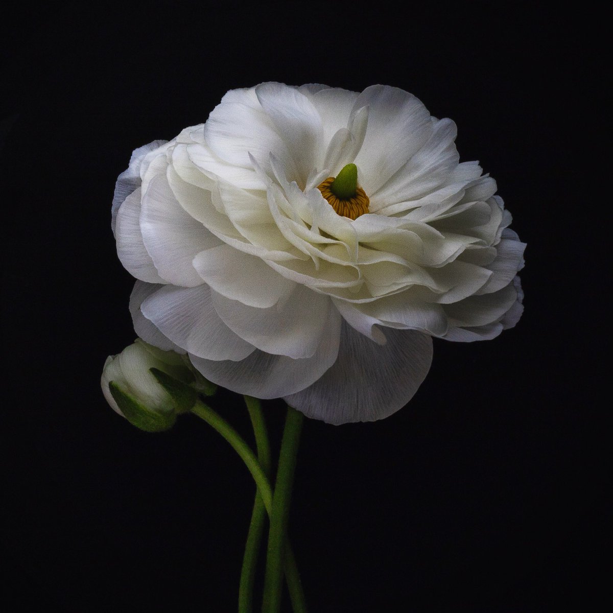 Wshing_Well's tweet photo. #Ranuculus 💫
•
#stilllife #fineart #canonrebel #macrophotography @CanonUKandIE @KelbyOne https://t.co/DLUfbbL9ZT