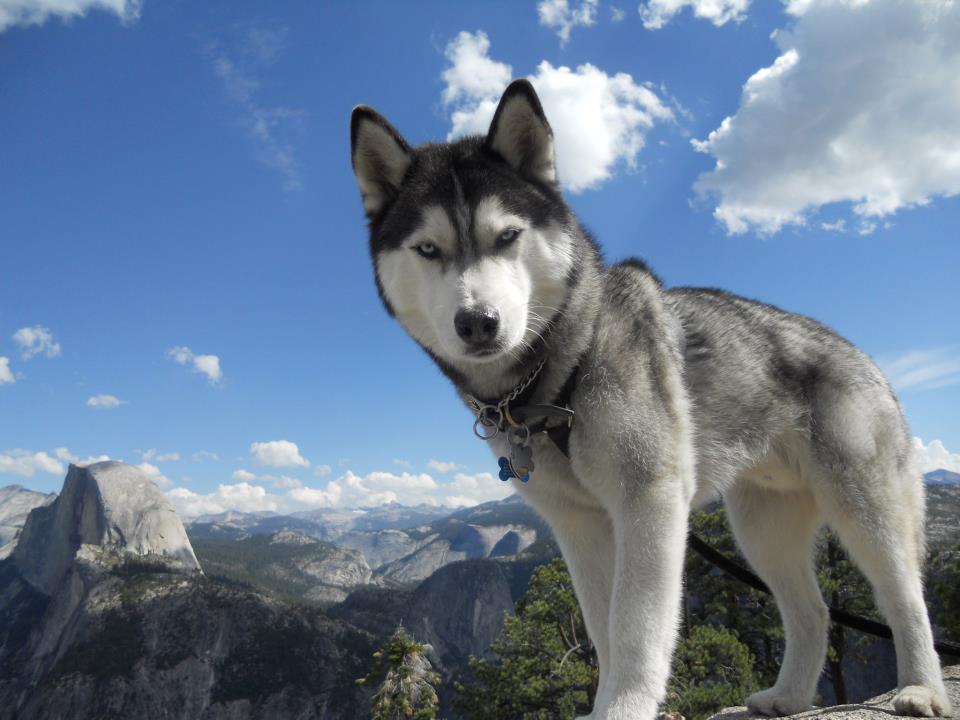 FlashDogs's tweet photo. #FlashFeeD legends #6 &amp; #7 @sian_ink and @colin_d_smith achieved the revised rank of Siberian Husky. https://t.co/M5xbWAyZLk