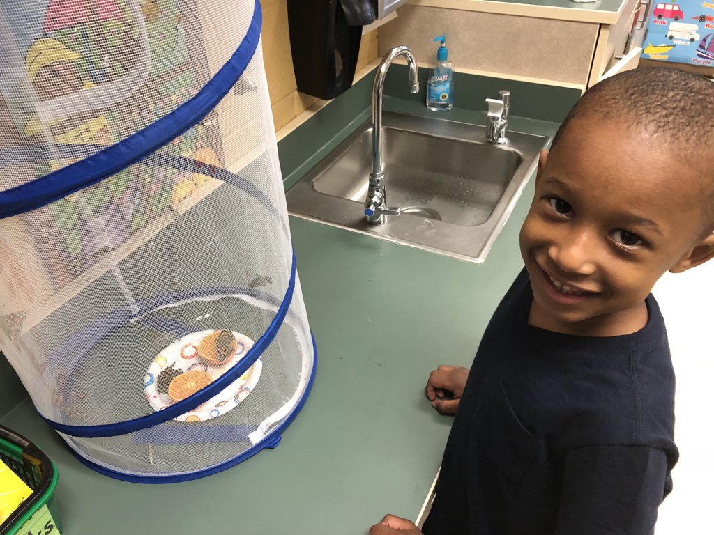HamiltonParks17's tweet photo. Early morning butterfly visit in 4K! @TeachinBearCubs #MESexplore https://t.co/oiO8u8dmiR
