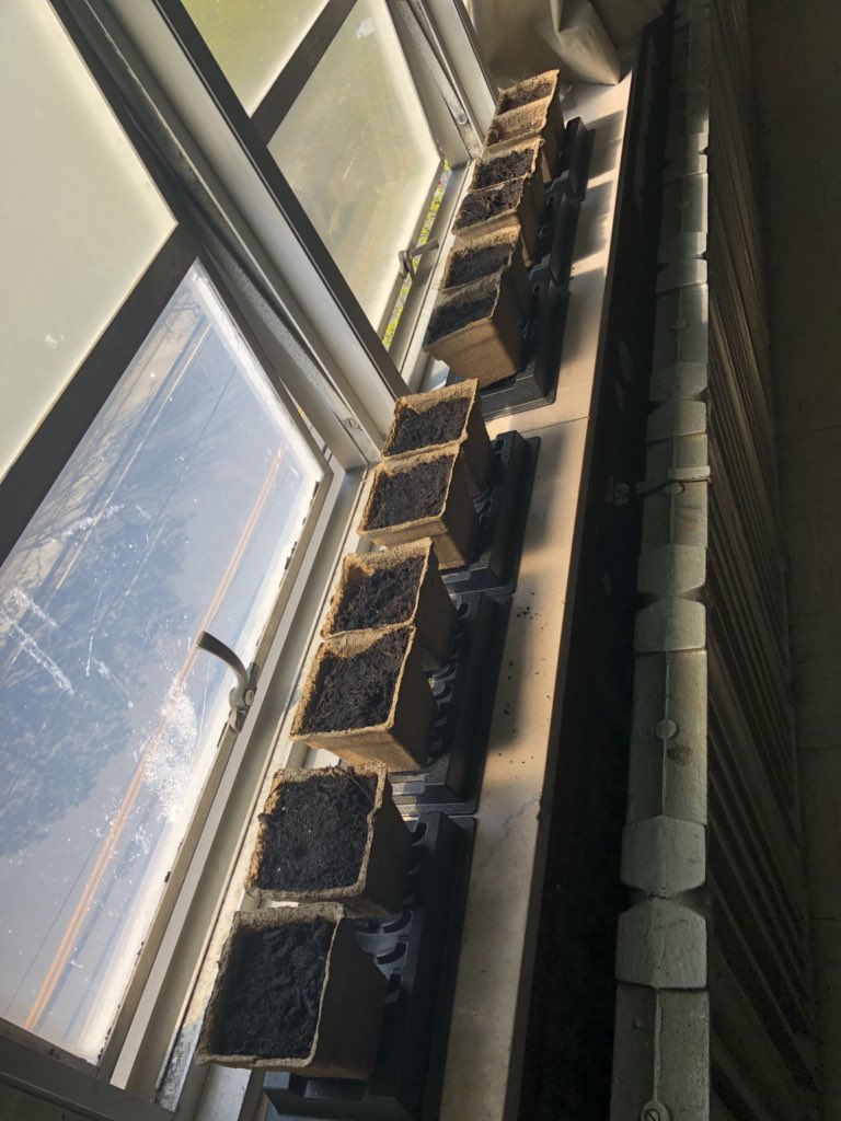 Seeds have been planted..strawberries, lettuce and basil we will transplant them in a few weeks when our garden beds are complete along with all the other veggies, fruits and flowers we will be growing <a href="/SlaterSpartans/">Principal DeCiccio</a> @clucena89 #urbangardenig #handsonlearning #steam #livinglab