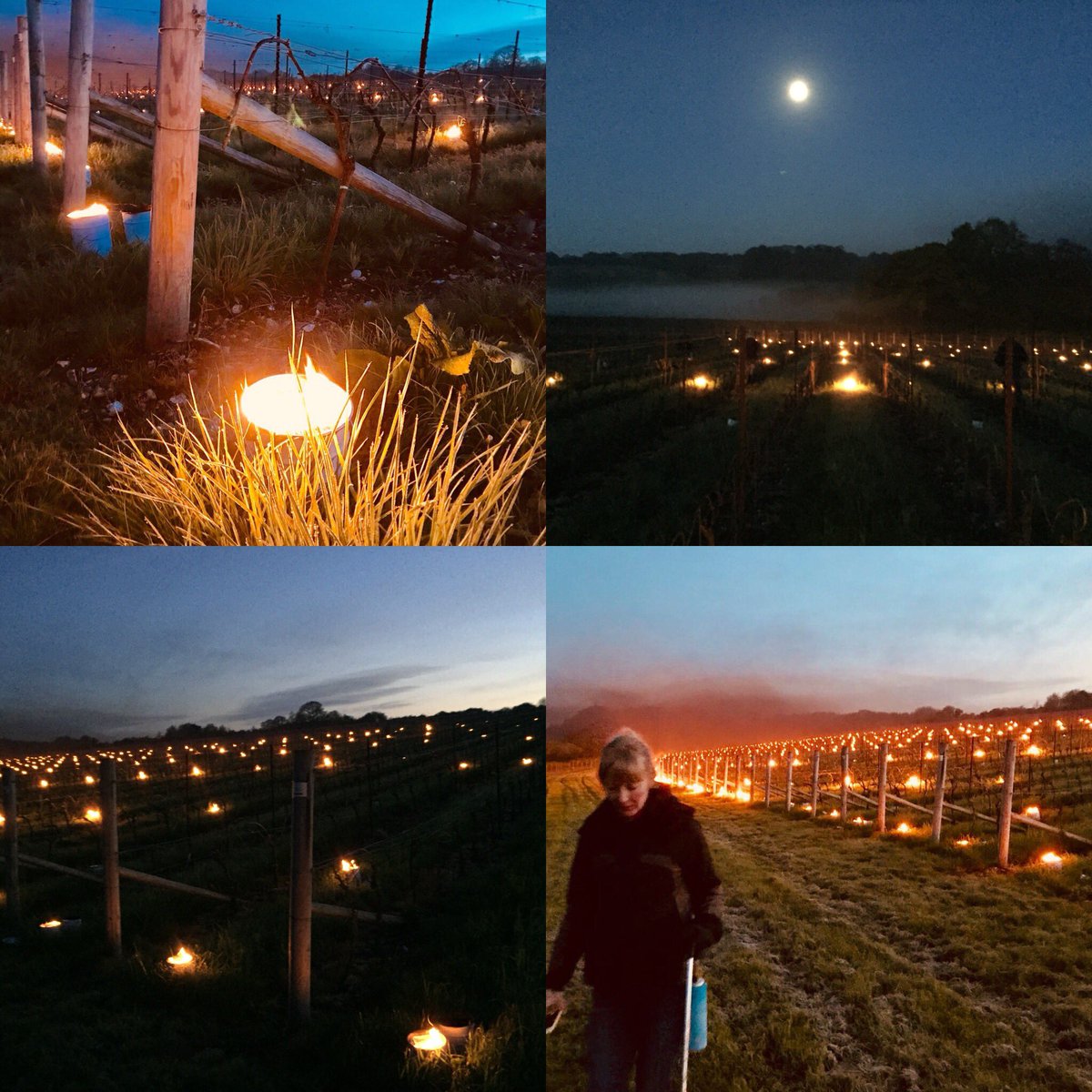 My early morning: nurturing a vineyard by lighting candles to raise the temperature and save new buds from the frost. Helping to create the brand, website and now the wine. Just another day @marm_on_toast 🙂  #trueinsight #privaledged #amazingclient