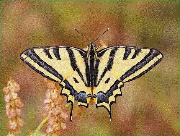 globalphotos200's tweet photo. #butterfly #vision #grikart #infinity #hayatdetaylarda #anadolu #fotograf #macromood #turkey #photography #insangormekistediginigorur #best #freaks #ig_mood #europe #world #belgesel #bns_macro #natgeoturkiye #idmacro #turkey #turkobjektif #turk #show #nature #sex #love #sexy https://t.co/RwOp9gxCFq