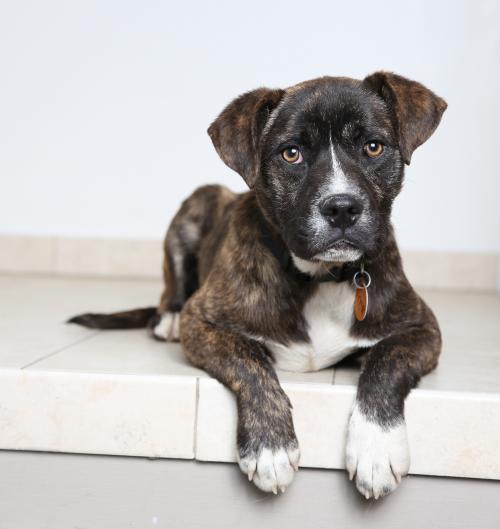 fostertoforever's tweet photo. Miles to go before he sleeps -- but hopefully not that long before he is adopted! @SHHAnimalRescue #Miles #RobertFrost #Boxer #pitbull #muttsrock #ppuppy #adoptdontshop #Minnesota #ThursdayThoughts https://t.co/zRxOWPRWBX