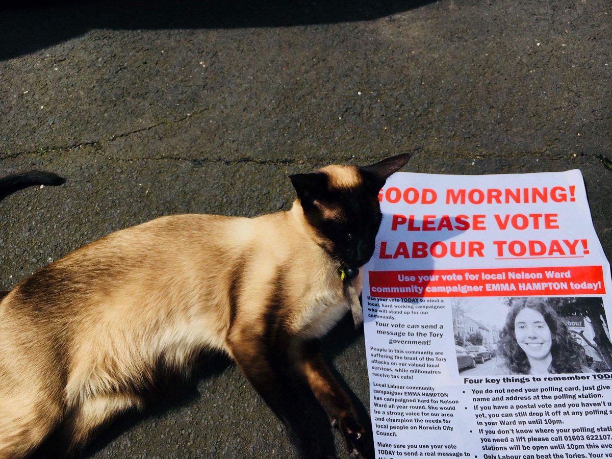LabourNelson's tweet photo. Otis &amp; Rudi have joined our #catsofNelson to remind everyone to vote for our fantastic @NorwichLabour candidates today. https://t.co/x1Q8voKeN8