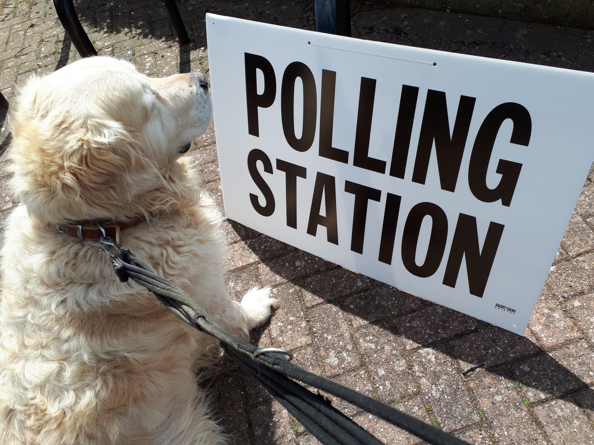 Mum's been out and done her duty today! #dogsatpollingstations #libdemdog #LocalElections2018 #norwich