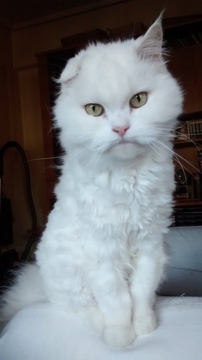 Kaytxar's tweet photo. Mi Neo (15 añitos) <3
Aunque la rapada casera es para mandarme a lis #PeluquerosCabreados :D :D él sigue estando guapo <3 #MaiLof https://t.co/nkjqPkebt9