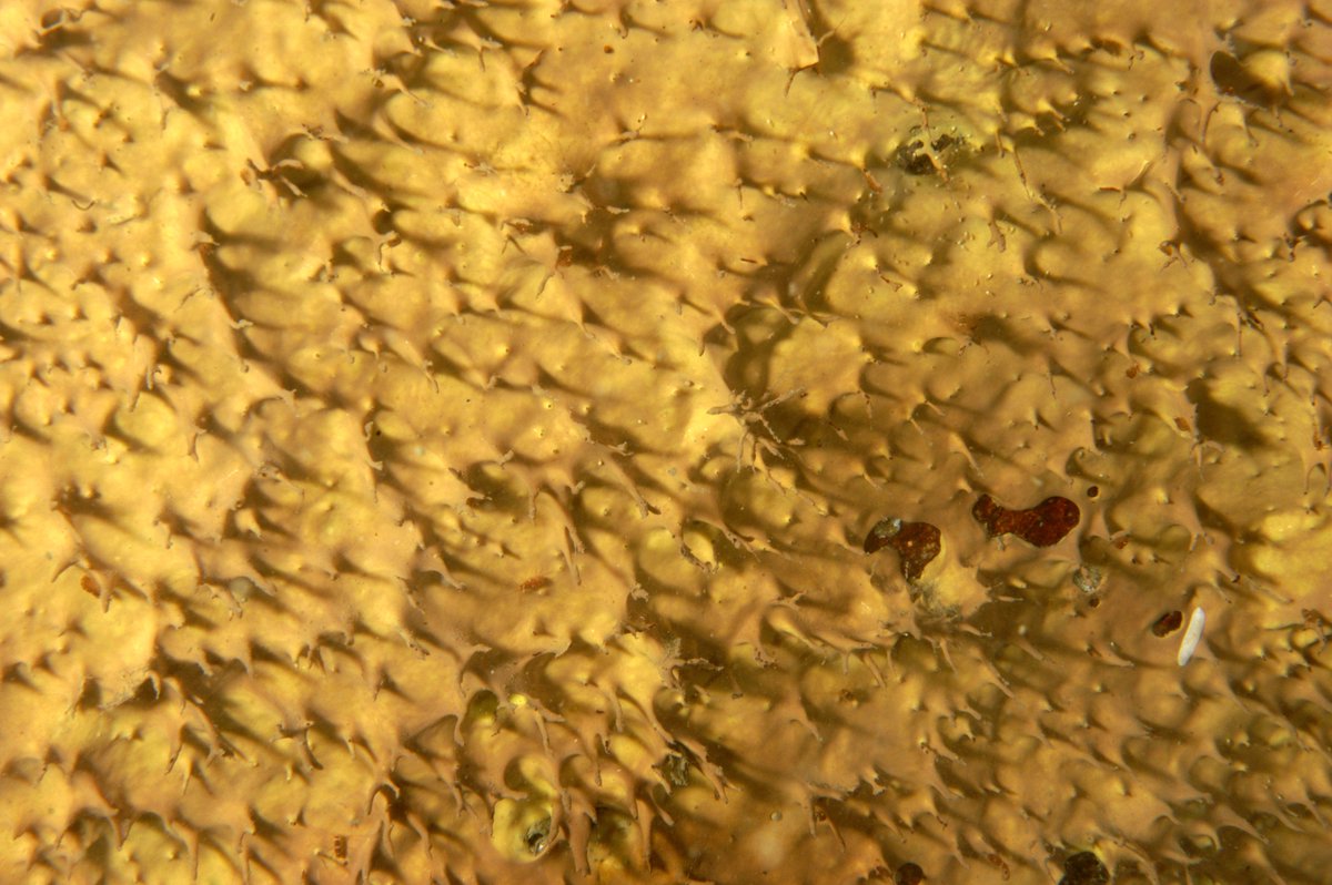 CesarAnt77's tweet photo. a wall of Dendrilla antarctica for this #SpongeThursday #antarcticsponges #spongeresearch #antarctica #climantsponges #inach https://t.co/2hEShZGd50