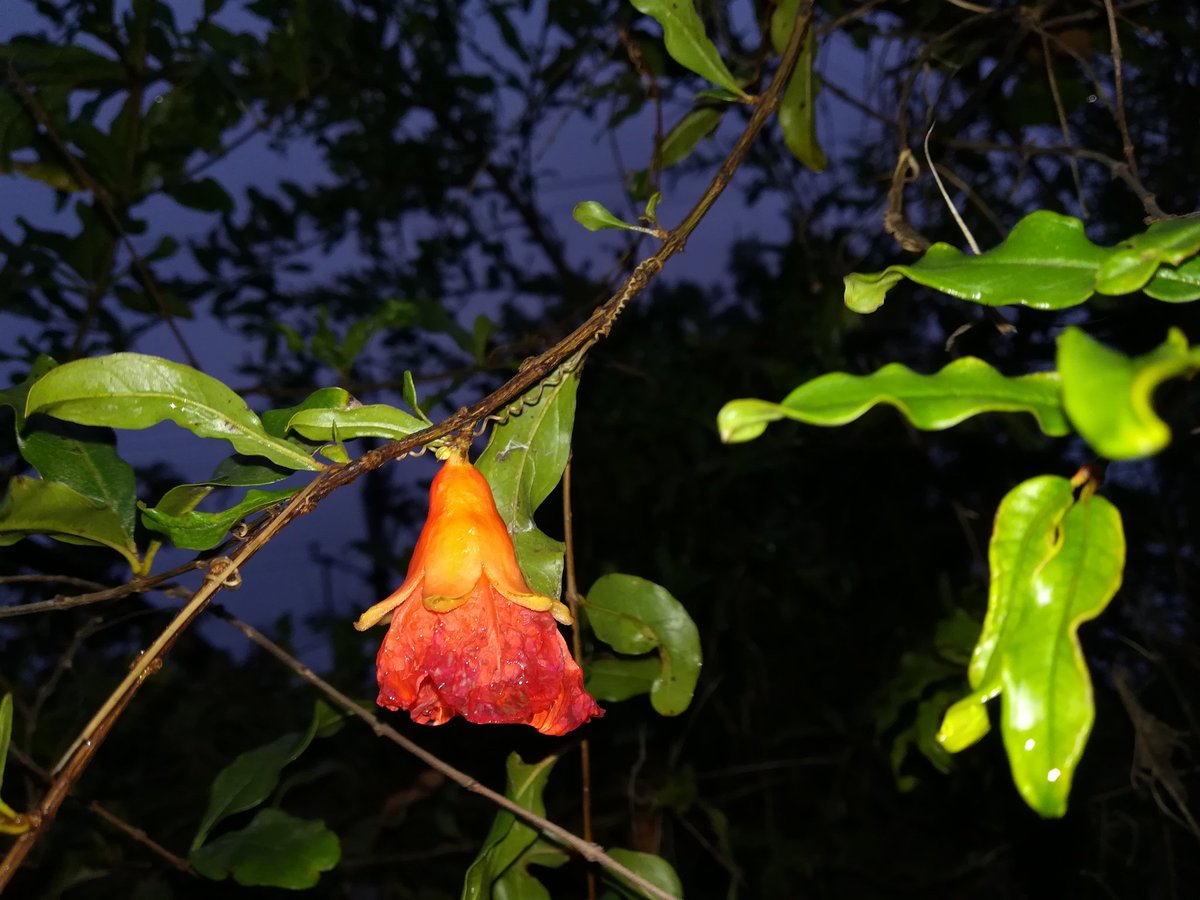 AyanPawanist_'s tweet photo. #AA #AyanPawanist_ #AA_Photography #Evenging TimePass Click #Nature 📸😍🌲 https://t.co/jH2DHCha0u