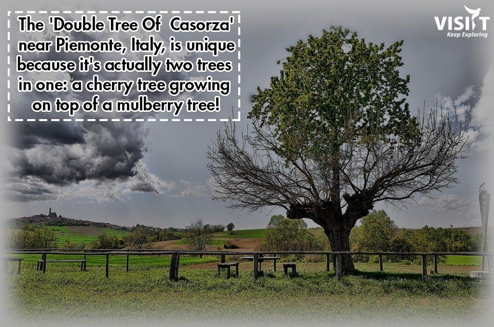 VisiitHoliday's tweet image. #doubletreeofCasorza #italy #uniquetree #natureiswild #wonderofnature #funfacts #wowfacts #cherrytreeonamulberrytree #uberfacts #travelwithvisiit