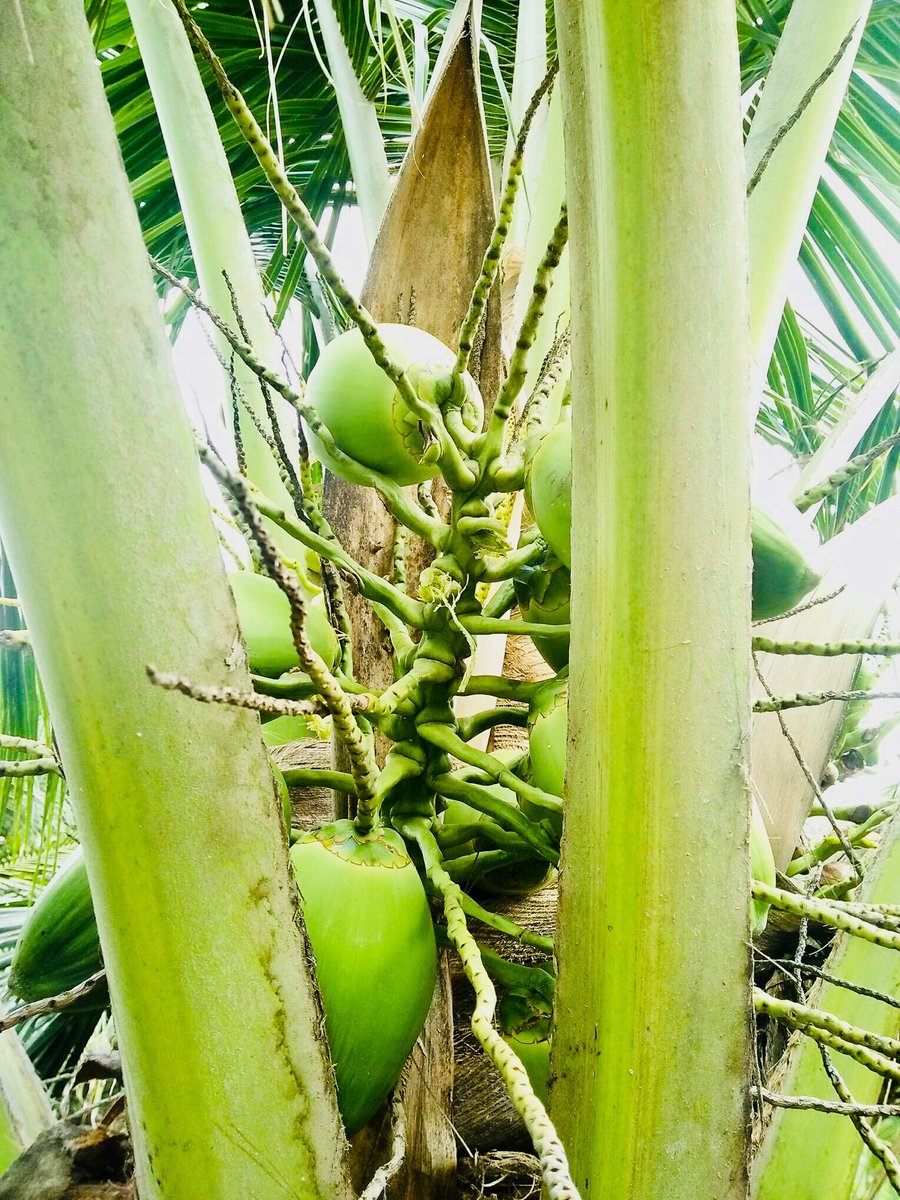 jickersonlado's tweet photo. 03 May 2018 | Another round of coconut sampling of SP students
#Coconut #Aromatic #Endosperm #SpecialProblem https://t.co/BHW5KFhqUs